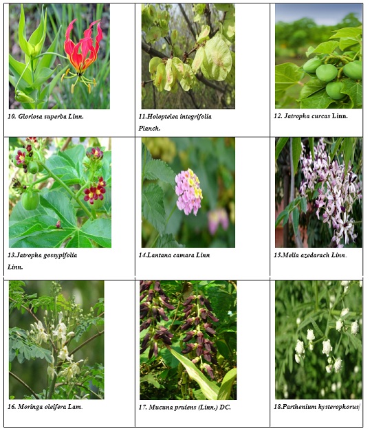 Toxic Plants of the Eastern Ghats Kalvarayan Hills of the Southern